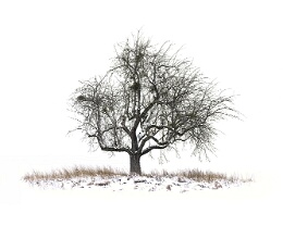 stilles warten Erhältlich in folgenden Ausführungen: Passepartout-Bilder: FineArt Prints auf Fotopapier 260g glossy, im Passepartout weiss. Plakate: FineArt Prints auf...