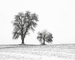 Stumme Gefährten Erhältlich in folgenden Ausführungen: Passepartout-Bilder: FineArt Prints auf Fotopapier 260g glossy, im Passepartout weiss. Plakate: FineArt Prints auf...