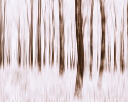 Flüsterwald Erhältlich in folgenden Ausführungen: Passepartout-Bilder: FineArt Prints auf Fotopapier 260g glossy, im Passepartout weiss. Plakate: FineArt Prints auf...
