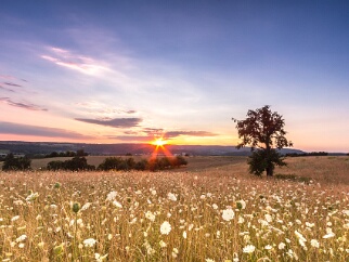 Baumwelten Eindrucksvolle Fotografien von Bäumen